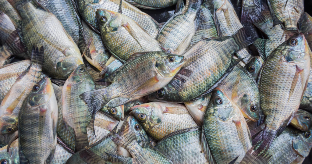 Small scale tilapia farm