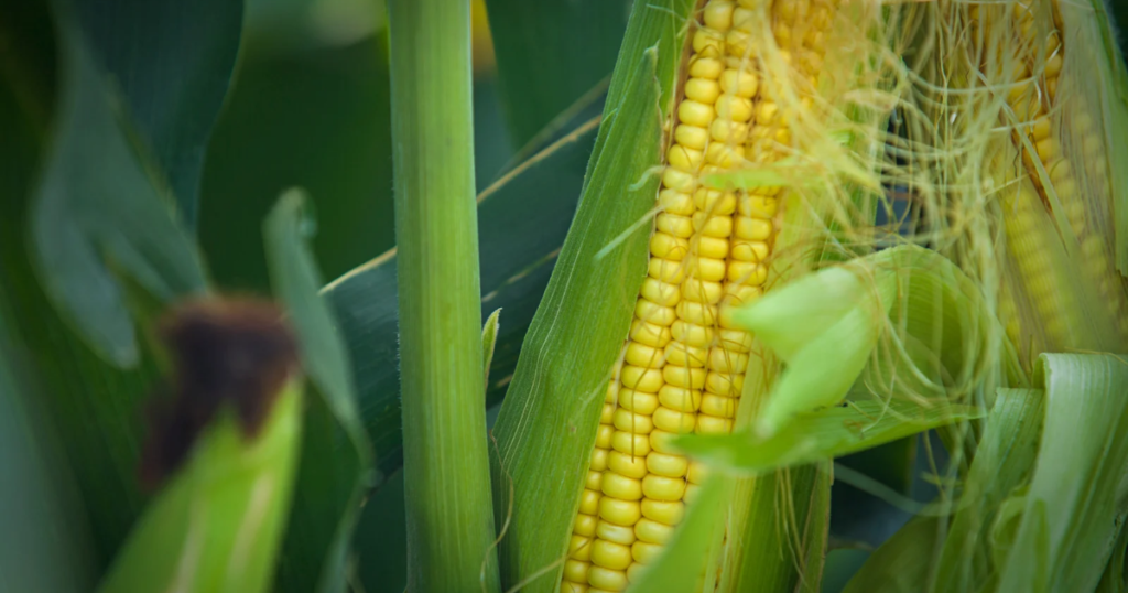 How to Grow Maize in Namibia