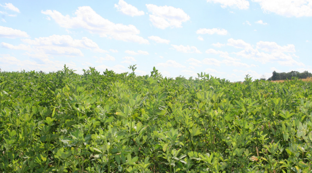 Growing Lucerne for goats