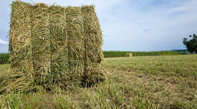Growing Lucerne for goats