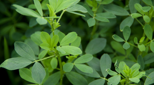 Growing Lucerne for goats