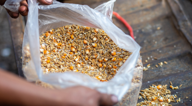 Formulate Your Homemade Chicken Feed