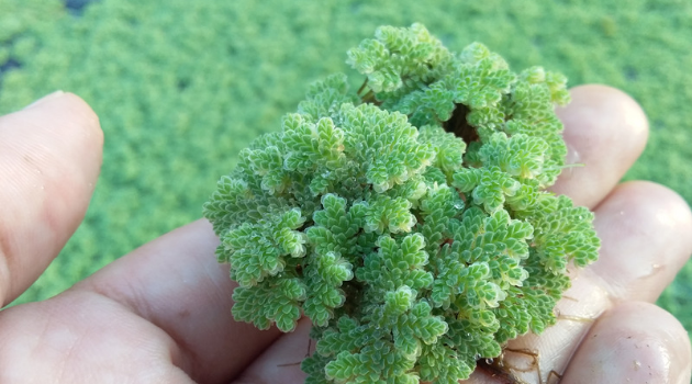 Azolla plant feed