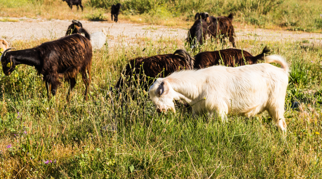 Grazing system for goats