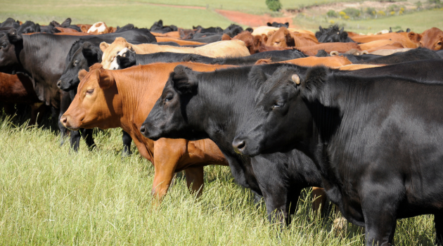 How to Prepare a Grazing Pasture in Namibia 2026