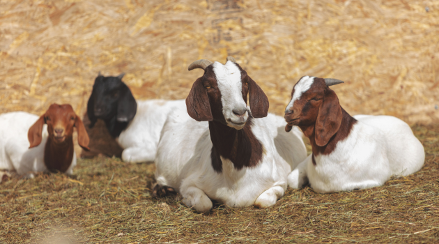 How to Prepare a Grazing Pasture in Namibia 2026 3