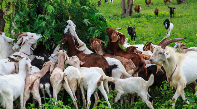 How to Grow Your Goat Herd from 15 to 100+ in 3 Years (Namibia Guide)