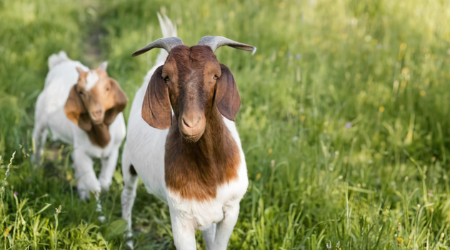 How to Start a Goat Farm in Namibia with N$50,000 (Step-by-Step Guide)