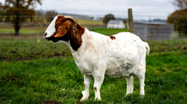 goat and sheep